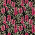 Watercolor australian callistemon seamless pattern