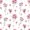 Watercolor floral phlox vector pattern