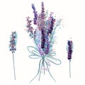 Beautiful vector set of bunch of lavender flowers in watercolor style