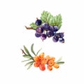 Watercolor berries vector set