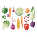 Beautiful vector set with hand drawn watercolor healthy vegetable food. Cabbage corn broccoli onion zucchini lettuce