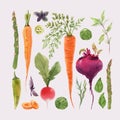 Beautiful vector set with watercolor hand drawn different vegetable paintings. Stock illustration.