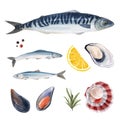 Beautiful vector set with watercolor hand drawn sea life mackerel and herring fish. Stock illustration