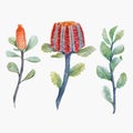 Watercolor australian banksia vector set