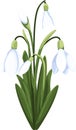 Beautiful vector snowdrops. First spring flowers. clipart