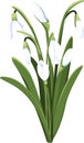 Beautiful vector snowdrops. First spring flowers. clipart