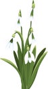 Beautiful vector snowdrops. First spring flowers. clipart