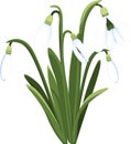 Beautiful vector snowdrops. First spring flowers. clipart