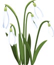 Beautiful vector snowdrops. First spring flowers