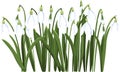 Beautiful vector snowdrops. First spring flowers. clipart