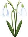 Beautiful vector snowdrops. First spring flowers. clipart.