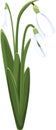 Beautiful vector snowdrops. First spring flowers. clipart.