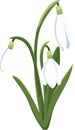 Beautiful vector snowdrops. First spring flowers. clipart