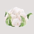 Beautiful vector stock clip art illustration with hand drawn watercolor tasty cauliflower vegetable. Healthy vegan food.