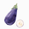 Beautiful vector stock clip art illustration with hand drawn watercolor tasty eggplant vegetable. Healthy vegan food.