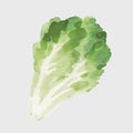 Beautiful vector stock clip art illustration with hand drawn watercolor tasty lettuce vegetable. Healthy vegan food.