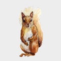 Beautiful vector stock illustration with hand drawn watercolor forest wild squirrel animal. Clip art image.