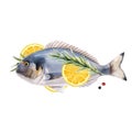 Beautiful vector stock illustration with watercolor hand drawn dorado fish.