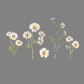 Beautiful vector watercolor floral set with white chamomile flowers. Stock illustration. Royalty Free Stock Photo