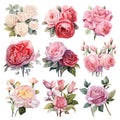 Beautiful vector watercolor illustration of rose flowers set. Isolated on white background. Generative AI. Royalty Free Stock Photo