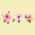 Watercolor hibiscus vector illustration