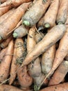 Beautiful vegetable background a bunch of dirty carrots Royalty Free Stock Photo