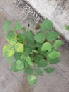 A beautiful vegetable creep growing on terrace