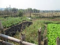 Beautiful vegetable garden in Laos