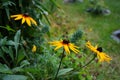 Rudbeckia hirta `Herbstwald` in August. Rudbeckia hirta, commonly called black-eyed Susan, is a flowering plant. Berlin, Germany Royalty Free Stock Photo