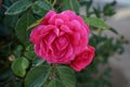 The climbing rose `Pink Climber` forms dark pink flowers. Berlin, Germany