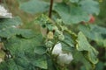 Pyrrhocoris apterus larva on white double Alcea rosea. The firebug, Pyrrhocoris apterus, is a common insect. Berlin, Germany Royalty Free Stock Photo