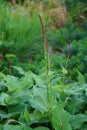 Bistorta amplexicaulis, synonym Persicaria amplexicaulis, the red bistort or mountain fleece, is a species of flowering plant.