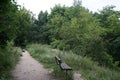 The cat runs along the path along the river. Berlin, Germany