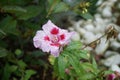 Clarkia amoena `Azaleenschau` in July. Clarkia amoena, farewell to spring or godetia; syn. Godetia amoena, is a flowering plant.