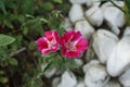 Clarkia amoena `Azaleenschau` in July. Clarkia amoena, farewell to spring or godetia; syn. Godetia amoena, is a flowering plant.