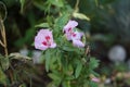 Clarkia amoena `Azaleenschau` in July. Clarkia amoena, farewell to spring or godetia; syn. Godetia amoena, is a flowering plant.