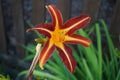 Hemerocallis `Wayside King Royale` boasts a rich purple flower with yellow throat. Berlin, Germany