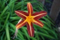 Hemerocallis `Wayside King Royale` boasts a rich purple flower with yellow throat. Berlin, Germany