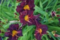 Hemerocallis `Wayside King Royale` boasts a rich purple flower with yellow throat. Berlin, Germany