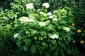 Hydrangea arborescens is a species of flowering plant in the family Hydrangeaceae. Berlin, Germany