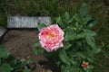 The painter`s rose `Camille Pissarro` in the first year of flowering in July. Berlin, Germany