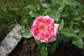 The painter`s rose `Camille Pissarro` in the first year of flowering in July. Berlin, Germany