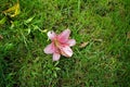 Pink lilies, Lilium x hybridum `Algarve` in July in the garden. Lilium, true lilies, is a genus of herbaceous flowering plants.