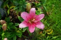 Pink lilies, Lilium x hybridum `Algarve` in July in the garden. Lilium, true lilies, is a genus of herbaceous flowering plants.