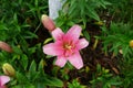 Pink lilies, Lilium x hybridum `Algarve` in July in the garden. Lilium, true lilies, is a genus of herbaceous flowering plants.