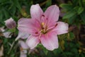 Pink lilies, Lilium x hybridum `Algarve` in July in the garden. Lilium, true lilies, is a genus of herbaceous flowering plants.