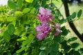 Robinia hispida is a shrub in the subfamily Faboideae of the pea family Fabaceae. Berlin, Germany