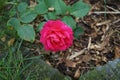 Rose of the Palace collection `Ajnda` blooms with deep pink flowers in July in the garden. Berlin, Germany Royalty Free Stock Photo