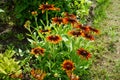 Rudbeckia hirta, commonly called black-eyed Susan, is a flowering plant in the family Asteraceae. Berlin, Germany Royalty Free Stock Photo