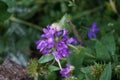 Snail on Campanula persicifolia flowers. Campanula persicifolia, the peach-leaved bellflower, is a flowering plant. Berlin